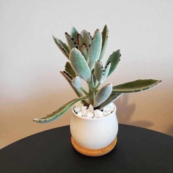 Hand Crafted Other - Panda Plant Fuzzy Succulent in White Ceramic Pot, Kalanchoe Tomentosa, Planter